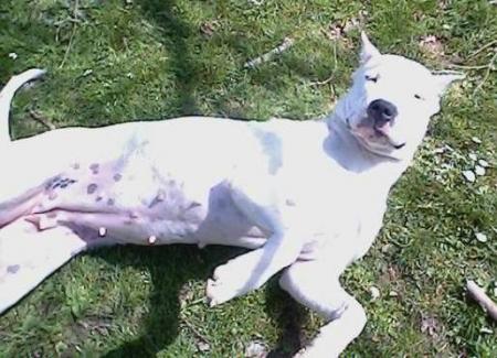 TESS