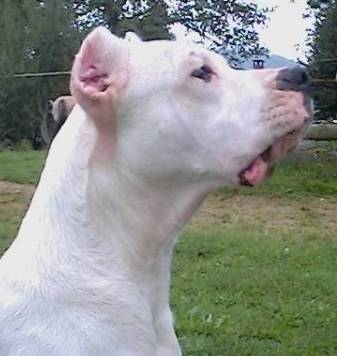 Lulla