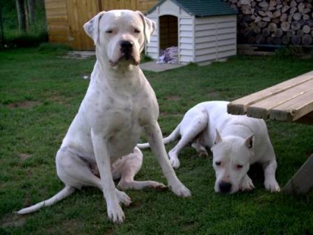 AMANDE et TESS