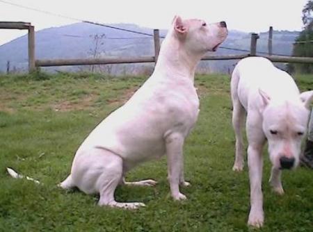 Lulla et Tess