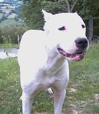 TESS