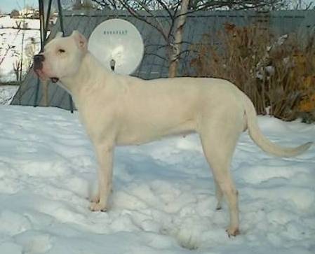 NEIGE