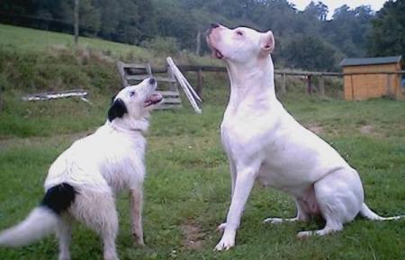 Tinnie et Lulla